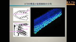 金子豊二「海水魚におけるセシウムの取込みと排出」ー第4回放射能の農畜水産物等への影響についての研究報告会