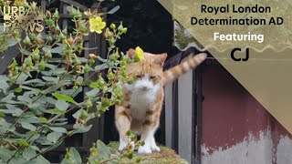 Royal London - Determination Since 1861 - featuring CJ the Domestic Shorthair