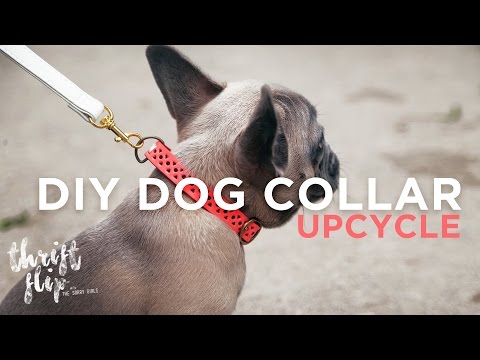 DIY DOG COLLAR AND LEASH | THE SORRY GIRLS DIY DOG COLLAR AND LEASH | THE SORRY GIRLS