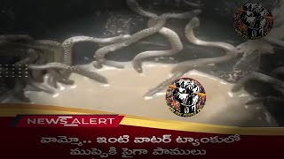 వామ్మో ఇంటి వాటర్ ట్యాంకులో ముప్పైకి పైగా పాములు..@M6telugu