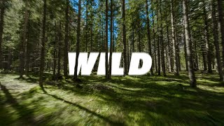 WILD FPV | Fly trough the Forest | Cinematic drone footage - Italy Dolomites