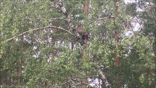 Zeearend jong 3 meter boven me in berkenboom in Zweden