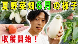 夏野菜畑の様子　6月上旬　収穫開始！【トマト・キュウリ・ナス・シシトウ】