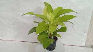 Sku-SGCN128,Philodendron Ceylon Golden Plant