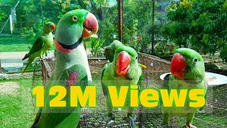 My Raw Parrot Calling Voice Mithu Beta Assalamualaikum (السلام عليكم)