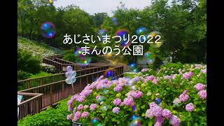 あじさいまつり2022まんのう公園