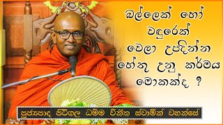 Ven. Pitigala Dhamma Vineetha  Thero | මල්ලව ආරච්චි පවුලේ දූ පුතුන් සහ මුණුපුරු මිණිපිරියන් | EP 66