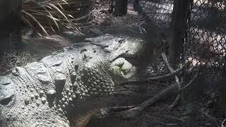 Golum the Crocodile Enjoys a Carcass Feeding