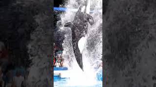 Unbelievable Orca Performance at the Marine Olympics!