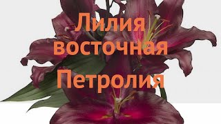 Лилия восточная Петролия (lilium hybrid petrolia) 🌿 обзор: как сажать, луковицы лилии Петролия