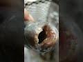 Bizarre Fish with Human Teeth #shorts #trending #viral #tiktok #youtube #funny #youtubeshorts #video