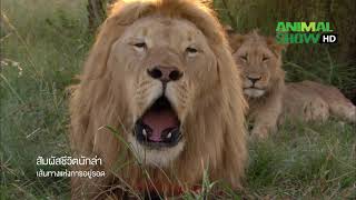 ช่องสารคดี | สารคดี สัมผัสชีวิตนักล่า ช่อง 56 Animal Show ที่ Good TV