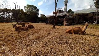 【天王寺動物園】のんびり～まった～り反芻してるエランド家族を撮ってたら～