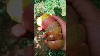 പാഷൻ ഫ്രൂട്ട് നമ്മള് വിചാരിച്ച ആളല്ല... #shorts #farming #passionfruit #malayalam #vegetables