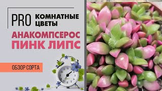 Суккулент Анакомпсерос Пинк Липс - потрясающий, яркий представитель неприхотливых комнатных растений