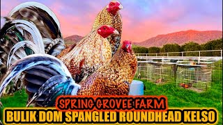 Bulik Dom Spangled Roundhead Kelso ~ Beautiful Birds ~ SPRING GROVEE GAMEFARM