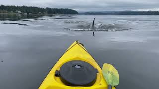 Orca Encounter on Kayak