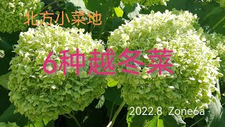 今年的6种越冬菜 (Zone 6a) Overwinter vegetable varieties in my little backyard