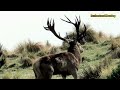 decisive confrontations between the hunter and buffalo hippo coyote crocodile and lion