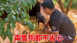 石頭養2條狗看家護院，不料1只咬雞1只找母狗，無奈只能栓住它們【石頭秀】