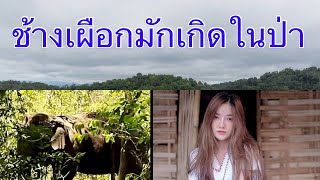 A story about going into the forest: 3 beautiful women with white elephants were born in the forest.