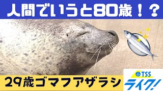 ご長寿ゴマフアザラシ！敬老の日を前に来場者と記念撮影　広島・宮島水族館