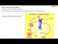 auxin signal transduction