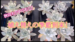 【多肉植物】多肉の季節がやって来る！