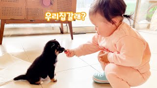 시바견 넷째 입양.. 정말 고민이에요 ㅋㅋㅋ