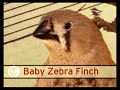 baby birds babble like human infants