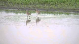 Willets \u0026 Mallards \u0026 Stilt Sandpiper