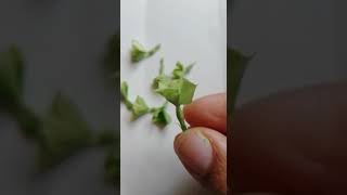 Green Periwinkles | ಹಸಿರು ಬಣ್ಣದ ನಿತ್ಯ ಪುಷ್ಪ #Shorts