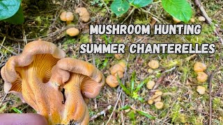 THE BEST SUMMER CHANTERELLES of 2024 SEASON Revealed