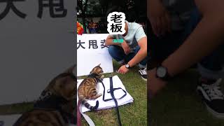 “Baobao”is a very rich cat.