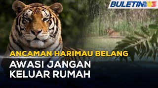 ANCAMAN HARIMAU BELANG | Penduduk Kg. Balar Diarah Berkurung