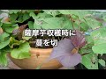 【お庭でも自然農vlog】 かんたん種蒔きと芽出し　 実践する事に意義あり と言い聞かせつつ、先ずは、やってみた❣【我が家のキッチンガーデン16】