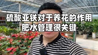 硫酸亚铁对于养花的作用 肥水管理很关键