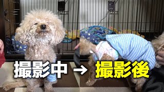 【女優犬】撮影中仮病を使う演技派プリンの撮影後をそのまま撮影してみたら…【トイプードル】Miracle Dog 🐶 ToyPoodle Pudding【5千人記念】ドッキリ