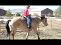 Pinkie - Registered Blazer Horse