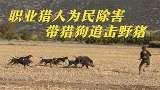 土耳其职业猎人玉米地里打野猪，11枪打死300斤大野猪，为民除害