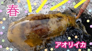 春アオリイカを求めて〜 和歌山県由良