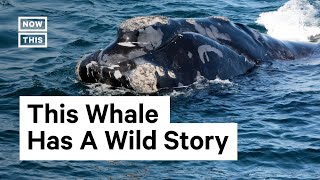 The Incredible Survival Story of Calvin the North Atlantic Right Whale