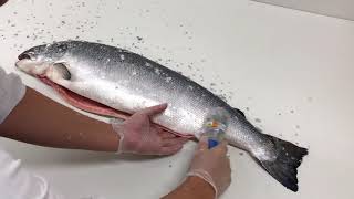 Electric fish scaler AST-150 _ Salmon