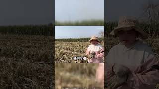 中国老公家收玉米，老挝媳妇每天去地里溜，一次一大袋子，真不少