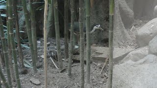 シロハラクイナ (上野動物園) 2017年12月17日