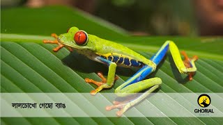 লাল চোখো গেছো ব্যাঙ / Red Eyed Tree Frog