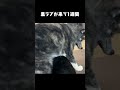 新入りと遊んであげる先住犬【秋田犬】【ラブラドールレトリバー】【多頭飼い】【大型犬】＃shorts