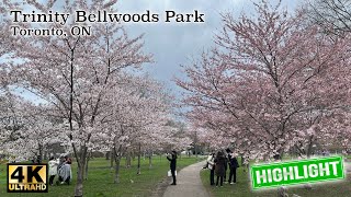 [4K] Cherry Blossom at Trinity Bellwoods Park Toronto