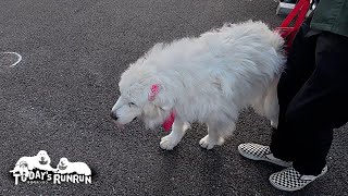 治療の後に張り切って車まで歩いてみせたルンルンです　Great Pyrenees　グレートピレニーズ