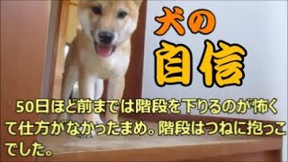 できなかった階段下りが大好きになった柴犬まめ